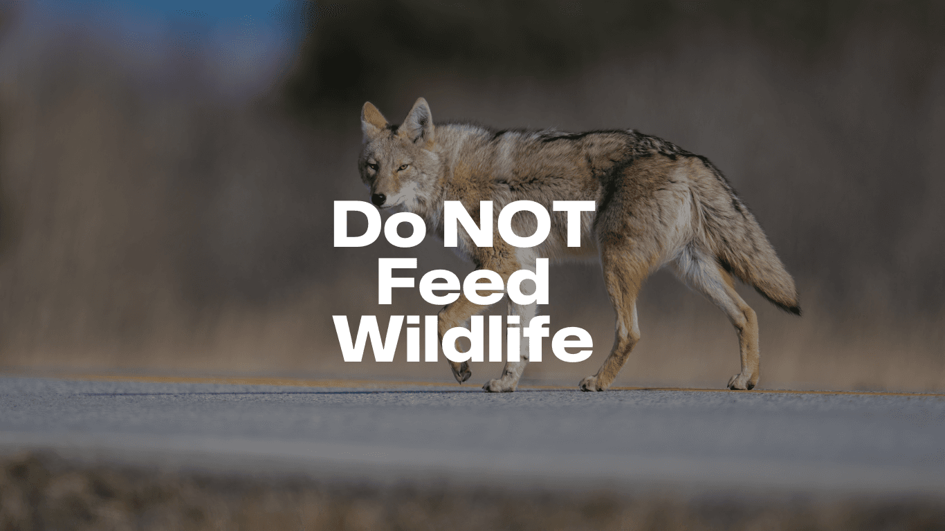 DoNotFeedWildLife.png